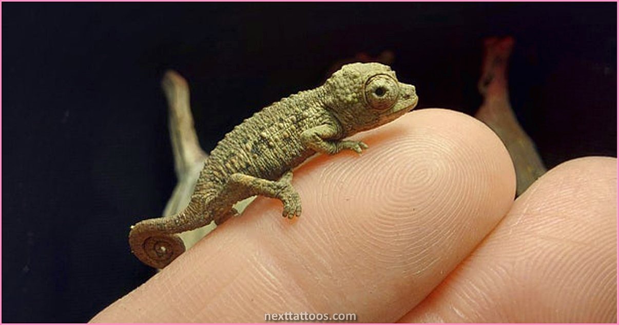 Tiny Cute Animal Tattoos